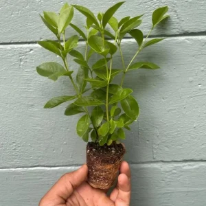 Strawberry Guava Live Plant - Psidium Cattleyanum - 5-9 Inch Tall - Well Rooted - Image 7