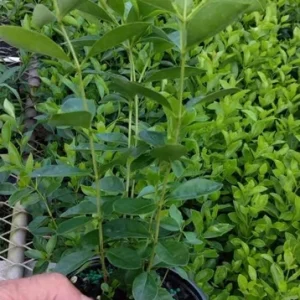 Strawberry Guava Live Plant - Psidium Cattleyanum - 5-9 Inch Tall - Well Rooted - Image 8