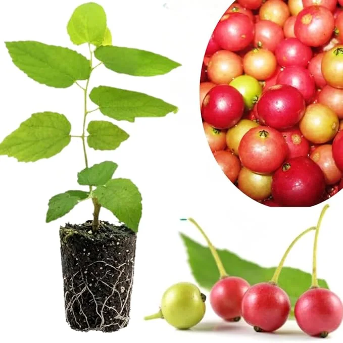 Strawberry Jamaican Cherry Tree Live Plant, 4-6" Starter Tropical Fruit Tree - Image 6