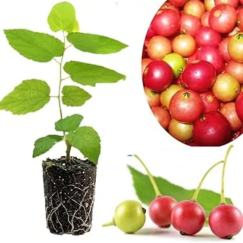 Strawberry Jamaican Cherry Tree Live Plant, 4-6" Starter Tropical Fruit Tree - Image 7