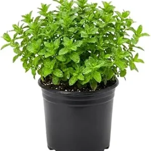 Strawberry Mint Live Plant 4