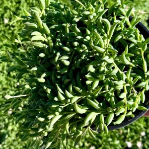 String of Bananas Live Plant - Trailing Succulent, 4 or 6 inch Pot, Indoor - Image 1