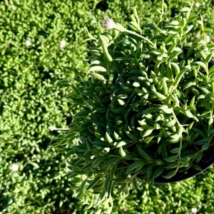 String of Bananas Live Plant - Trailing Succulent, 4 or 6 inch Pot, Indoor - Image 2