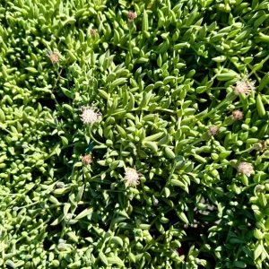 String of Bananas Live Plant - Trailing Succulent, 4 or 6 inch Pot, Indoor - Image 3