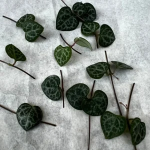 String of Hearts Cuttings - Ceropegia Woodii Live Plant - 10 Nodes - Image 1