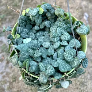 String of Hearts Live Plant – Ceropegia Woodii Trailing Succulent – 4-6 inch Pot – Indoor Hanging Plant - Image 2