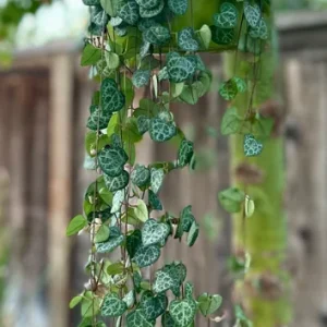 String of Hearts Live Plant – Ceropegia Woodii Trailing Succulent – 4-6 inch Pot – Indoor Hanging Plant - Image 1