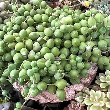 String of Pearls Live Plant - 2 inch Pot, Trailing Succulent Houseplant - Image 7