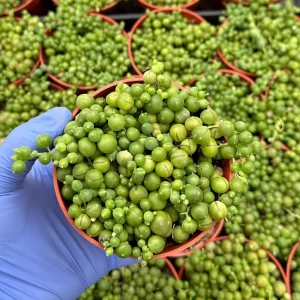 String of Pearls Live Plant – 4 inch Trailing Succulent – Senecio Rowleyanus – Indoor Decor - Image 1