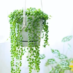String of Pearls Live Plant in 4 Inch Pot - Trailing Succulent Houseplant - Image 5