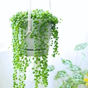String of Pearls Live Plant in 4 Inch Pot - Trailing Succulent Houseplant - Image 6