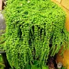 String of Pearls Live Plant - Trailing Succulent in 2-inch Pot, Indoor - Image 1