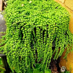 String of Pearls Live Plant - Trailing Succulent in 2-inch Pot, Indoor - Image 7