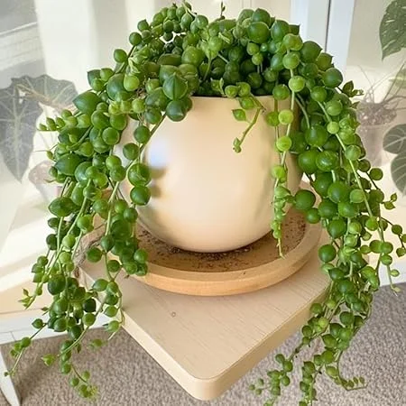 String of Pearls Succulent Live Plant - 4-7 inches Tall in 4" Pot, Trailing Houseplant - Image 3
