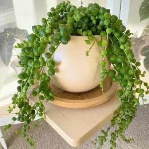 String of Pearls Succulent Live Plant - 4-7 inches Tall in 4