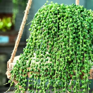String of Pearls Succulent Live Plant, Green, 4 Inch Pot, Indoor/Outdoor - Image 2