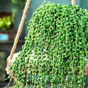 String of Pearls Succulent Live Plant, Green, 4 Inch Pot, Indoor/Outdoor - Image 3