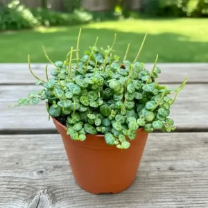 String of Turtles Live Plant – Peperomia Prostrata – 4 inch Pot – Indoor Succulent - Image 3