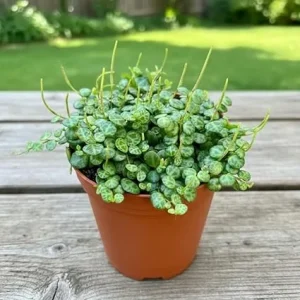 String of Turtles Live Plant – Peperomia Prostrata – 4 inch Pot – Indoor Succulent - Image 5