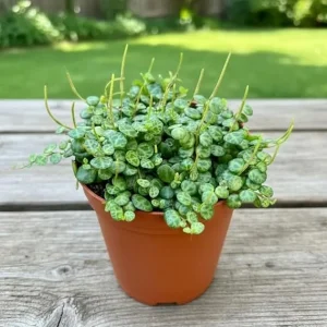 String of Turtles Live Plant – Peperomia Prostrata – 4 inch Pot – Indoor Succulent - Image 7