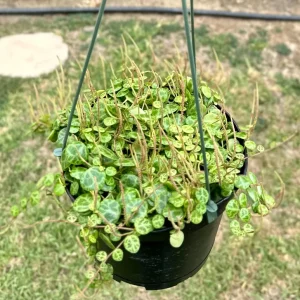 String of Turtles Peperomia Prostrata Live Plant – 6 inch Trailing Succulent - Image 2