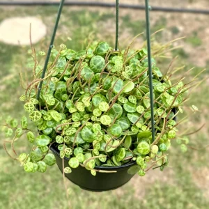 String of Turtles Peperomia Prostrata Live Plant – 6 inch Trailing Succulent - Image 3