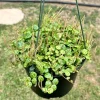 String of Turtles Peperomia Prostrata Live Plant – 6 inch Trailing Succulent - Image 1