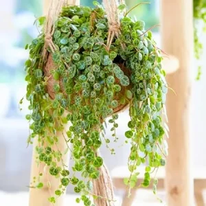 String of Turtles Succulent Live Plant – Hanging Peperomia Prostrata – 3 Inch Pot - Image 3