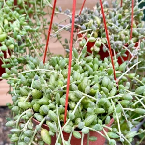 String of Watermelon Live Plant – 6 inch Hanging Succulent – Trailing Houseplant - Image 2