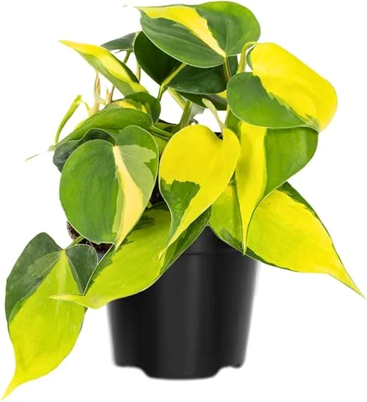Stripe Philodendron Live Plant - Fully Rooted, 4-Inch Pot, Indoor Houseplant - Image 3