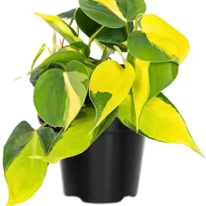 Stripe Philodendron Live Plant - Fully Rooted, 4-Inch Pot, Indoor Houseplant - Image 4