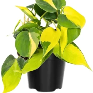 Stripe Philodendron Live Plant - Fully Rooted, 4-Inch Pot, Indoor Houseplant - Image 5