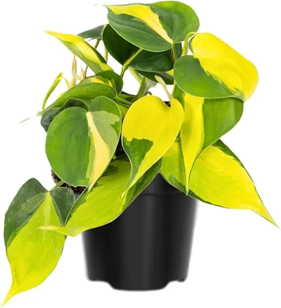 Stripe Philodendron Live Plant - Fully Rooted, 4-Inch Pot, Indoor Houseplant - Image 7