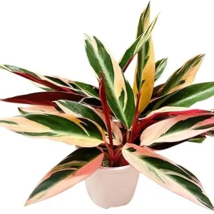 Stromanthe Triostar Live Plant - 4 Inch Pot, Variegated Foliage Indoor Houseplant - Image 5