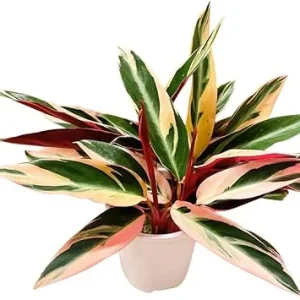 Stromanthe Triostar Live Plant - 4 Inch Pot, Variegated Foliage Indoor Houseplant - Image 7