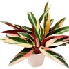 Stromanthe Triostar Live Plant - 4 Inch Pot, Variegated Foliage Indoor Houseplant - Image 1