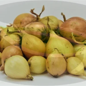 Stuttgarter Yellow Onion Sets - Non-GMO Heirloom Bulbs for Planting - Image 3