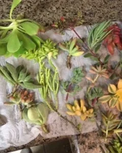 Succulent Cuttings Variety Pack – Up to 45 Different Types – Unrooted Live Plants - Image 2