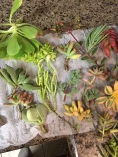 Succulent Cuttings Variety Pack – Up to 45 Different Types – Unrooted Live Plants - Image 2