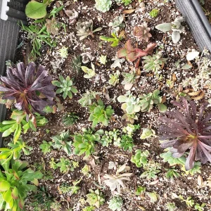 Succulent Cuttings Variety Pack – Up to 45 Different Types – Unrooted Live Plants - Image 3