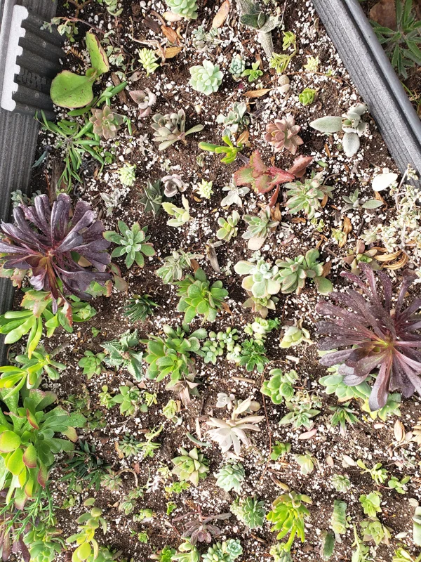 Succulent Cuttings Variety Pack – Up to 45 Different Types – Unrooted Live Plants - Image 3