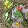 Succulent Cuttings Variety Pack – Up to 45 Different Types – Unrooted Live Plants - Image 1