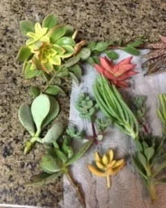Succulent Cuttings Variety Pack – Up to 45 Different Types – Unrooted Live Plants - Image 1