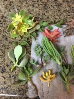 Succulent Cuttings Variety Pack – Up to 45 Different Types – Unrooted Live Plants - Image 1