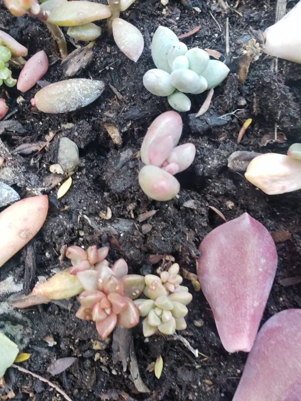 Succulent Leaves for Propagation - 100-300 Count, 50+ Varieties Mixed - Image 10