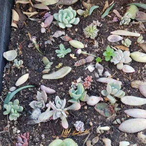 Succulent Leaves for Propagation - 100-300 Count, 50+ Varieties Mixed - Image 2