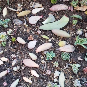 Succulent Leaves for Propagation - 100-300 Count, 50+ Varieties Mixed - Image 4