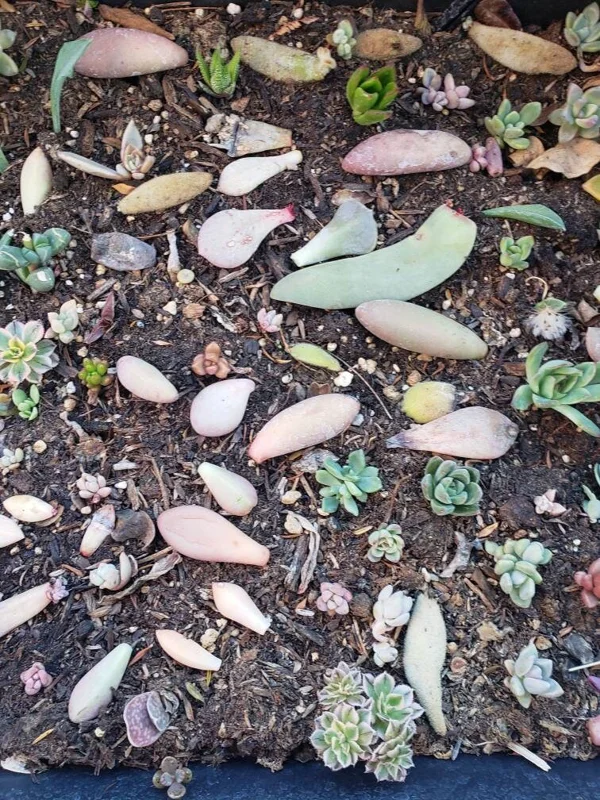 Succulent Leaves for Propagation - 100-300 Count, 50+ Varieties Mixed - Image 4