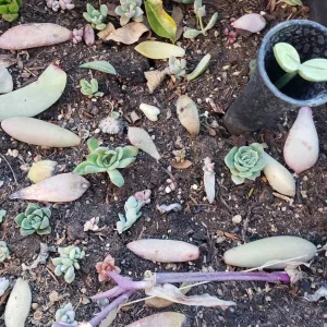 Succulent Leaves for Propagation - 100-300 Count, 50+ Varieties Mixed - Image 5