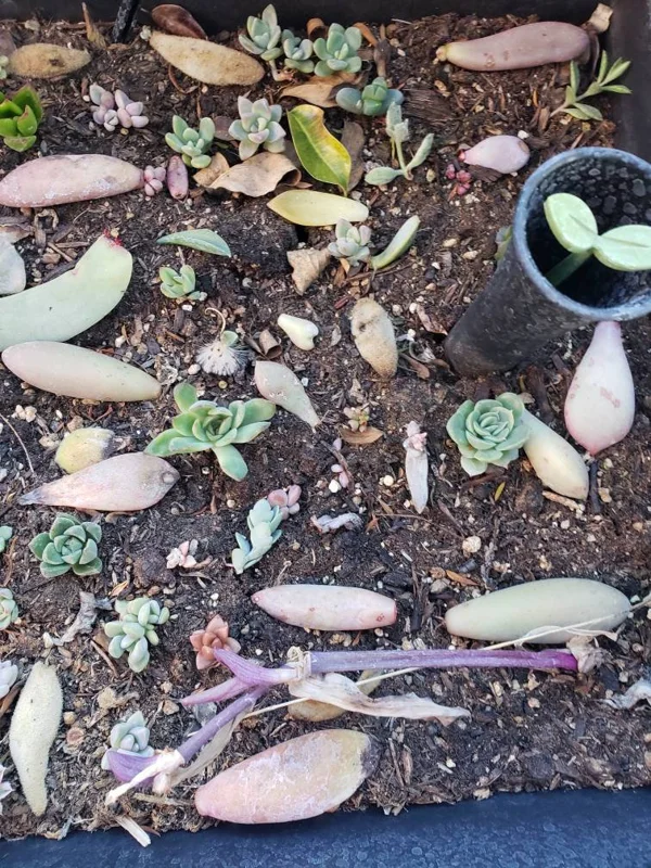 Succulent Leaves for Propagation - 100-300 Count, 50+ Varieties Mixed - Image 5